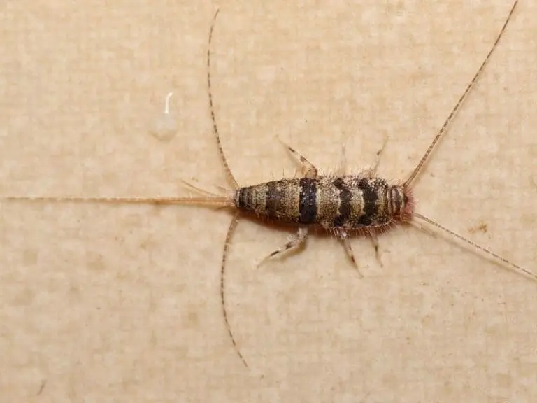 What Causes Silverfish Infestation And How To Get Rid of Them