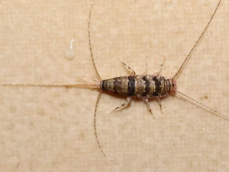 image of silverfish