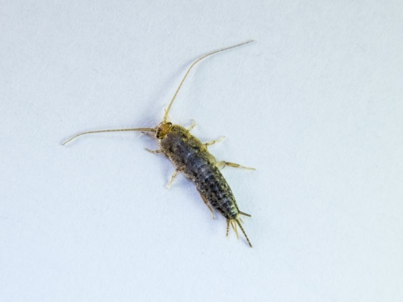 image of silverfish