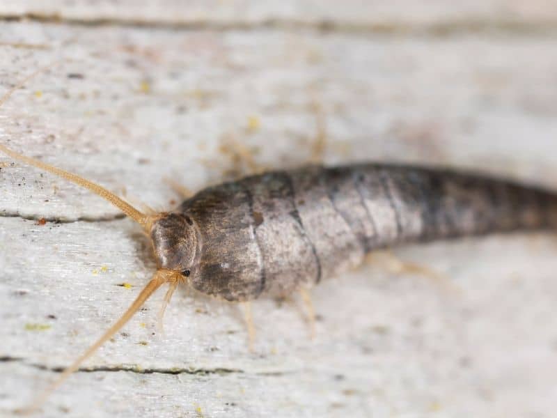 image of silverfish