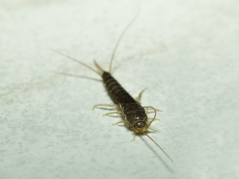 image of silverfish