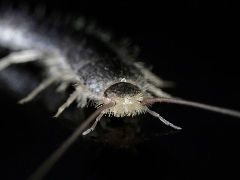 close image of silverfish