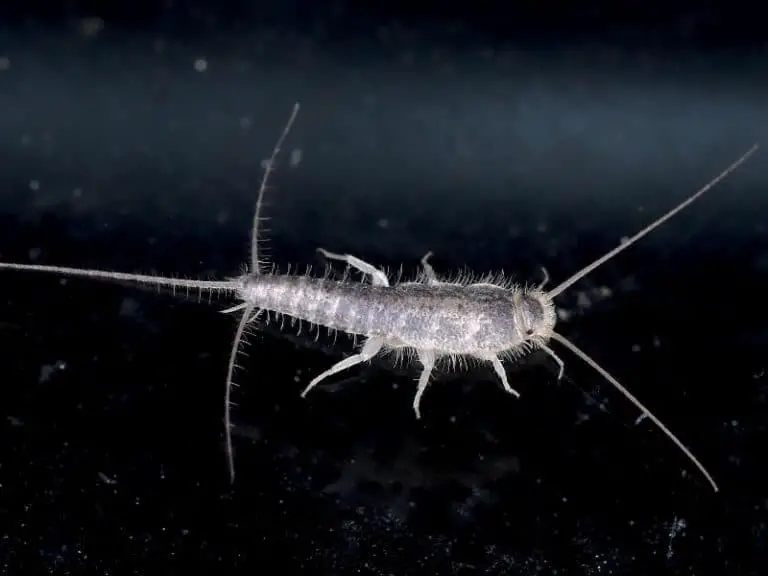 What Silverfish Can Do: Jump, Swim, Climb, or Fly?
