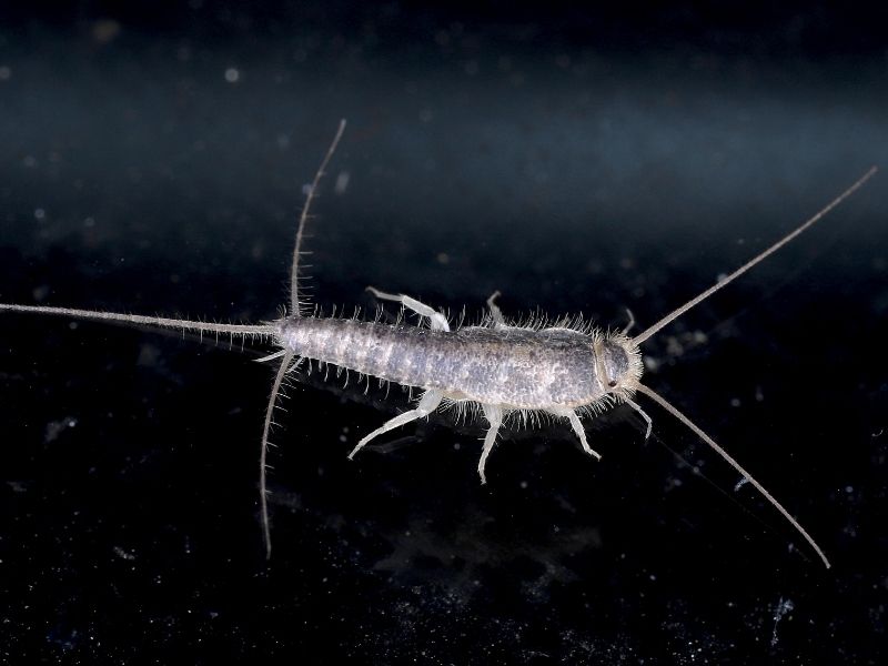 image of silverfish