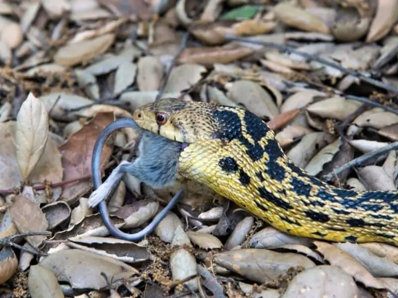 snake eating mouse