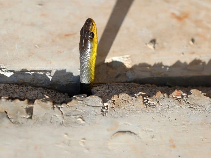 snake under concrete