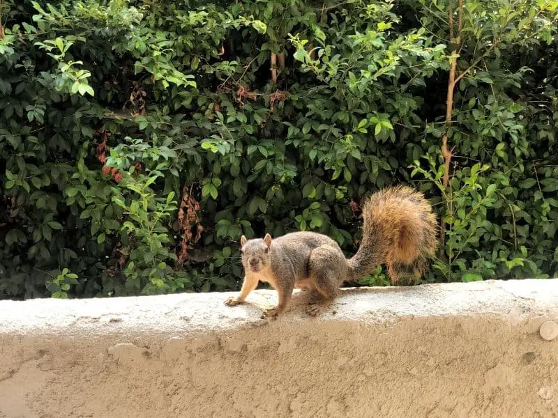 squirrel on balcony