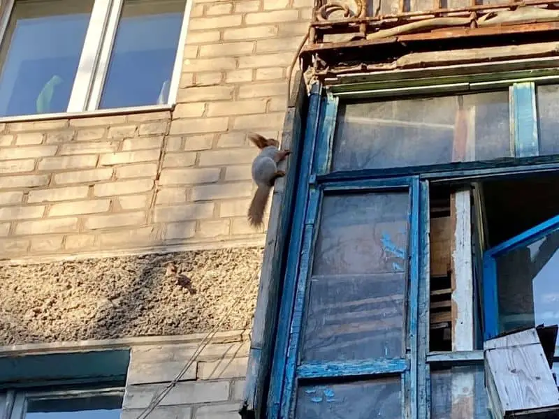 squirrel on balcony