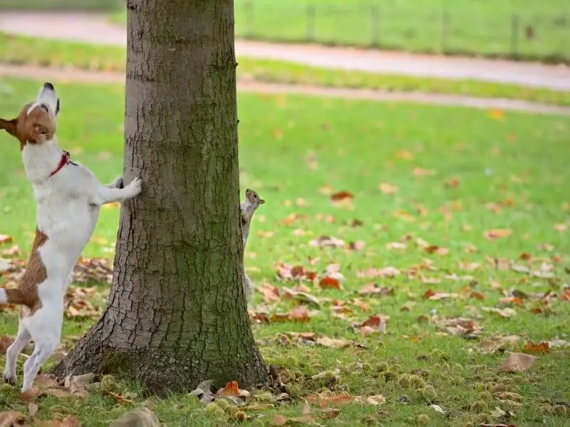 dog chasing squirrel