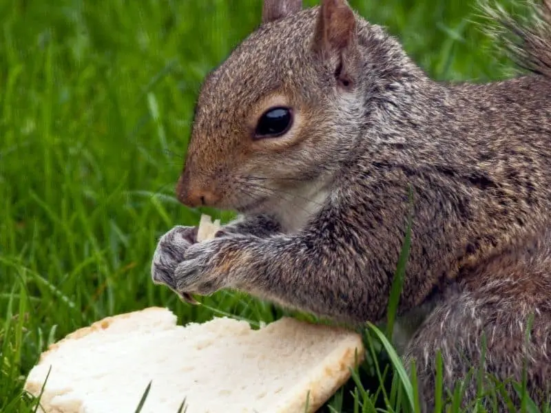 image of squirrel eating bread