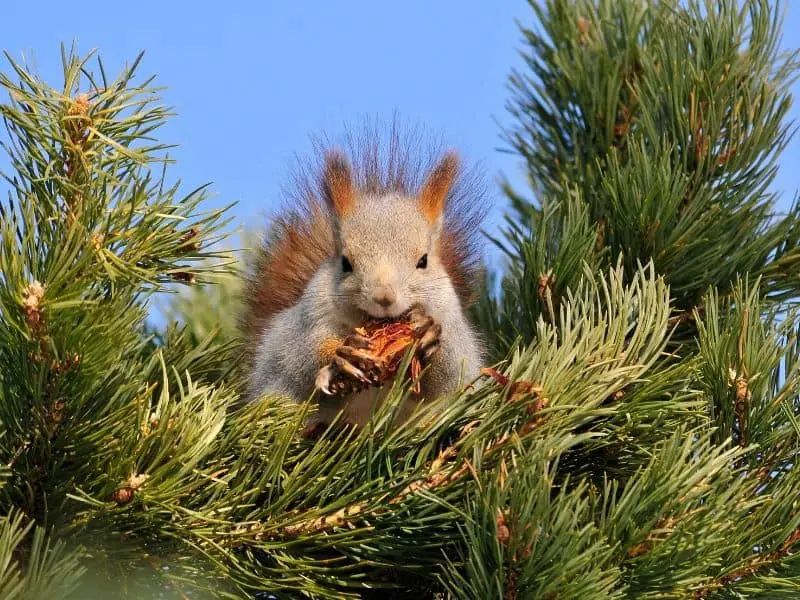 image of squirrel eating nuts