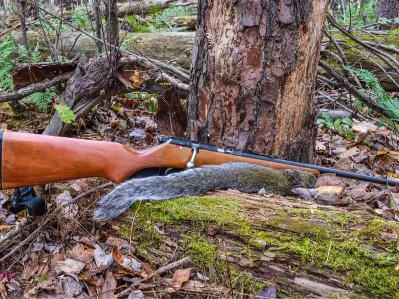 image of dead squirrel