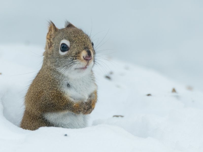 squirrel in hole