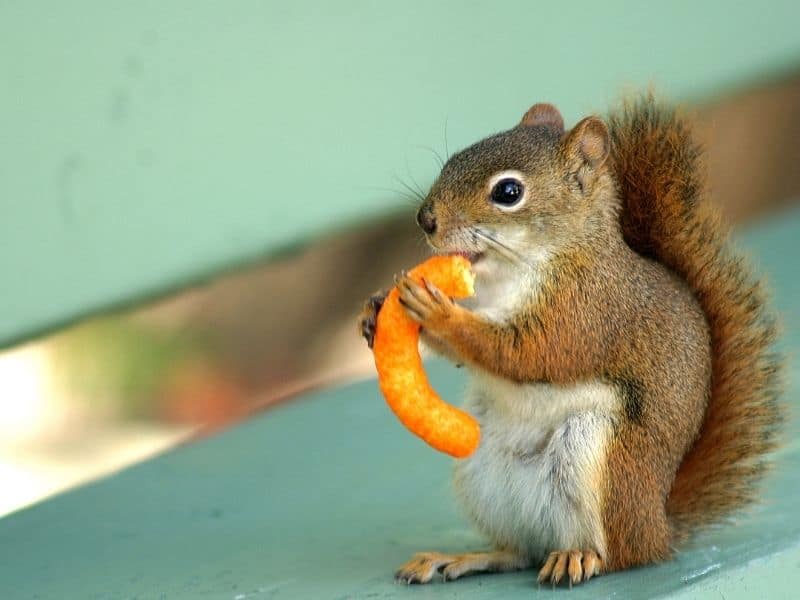 image of squirrel and junk food