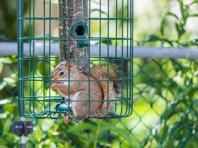 image of squirrel in cage