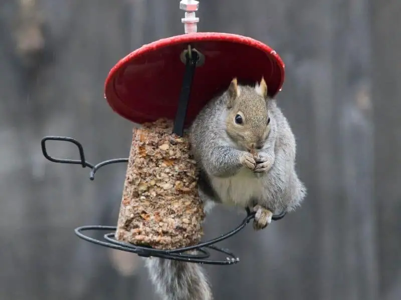 squirrel eating birdseed