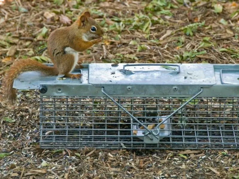 image of squirrel on trap