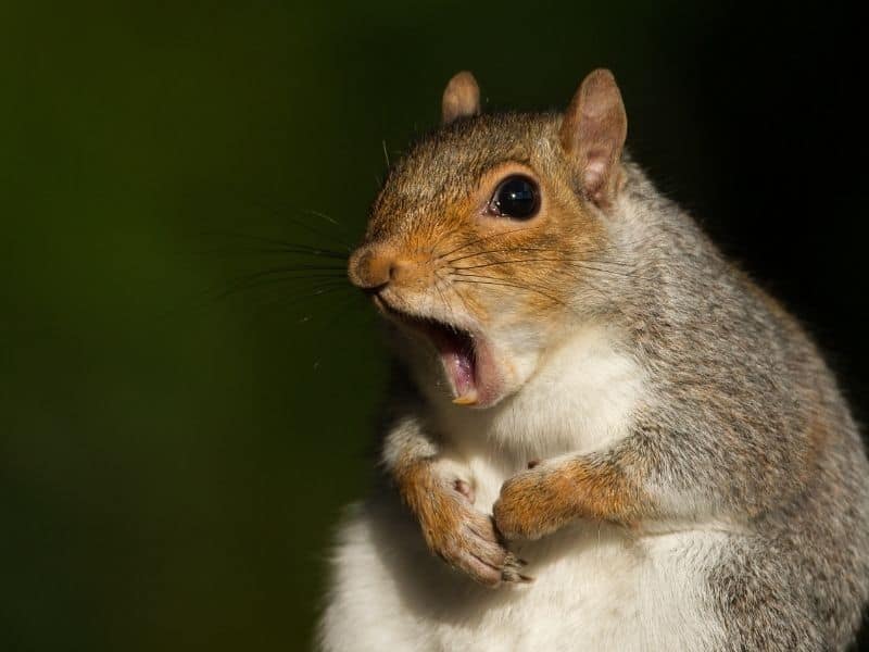 image of a squirrel