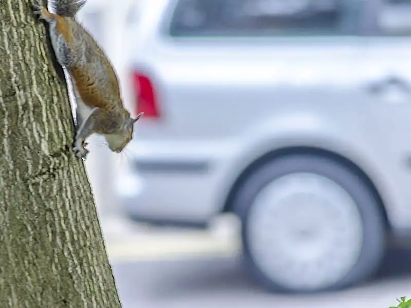 squirrel and car