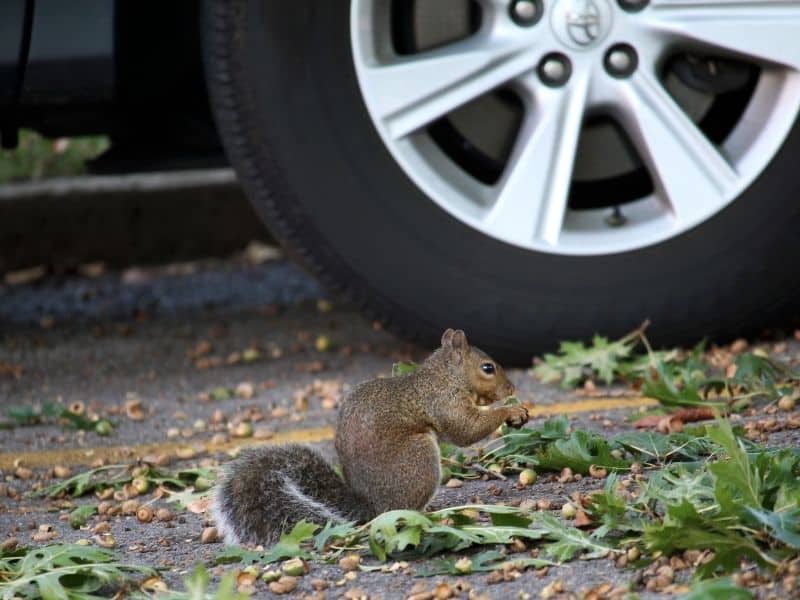 squirrel and car