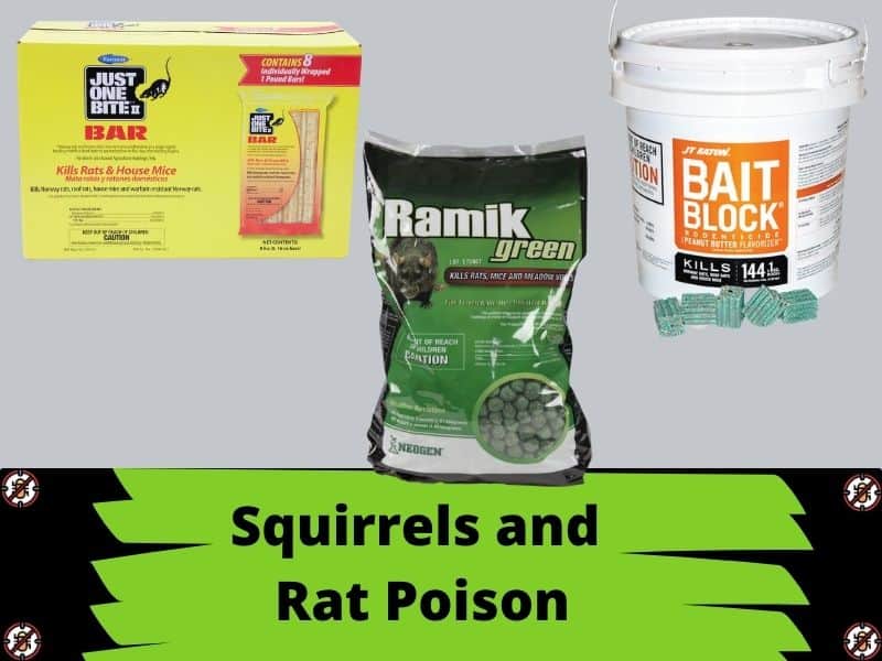 How to Trap Red Squirrels: Ultimate Guide – WYPestControl