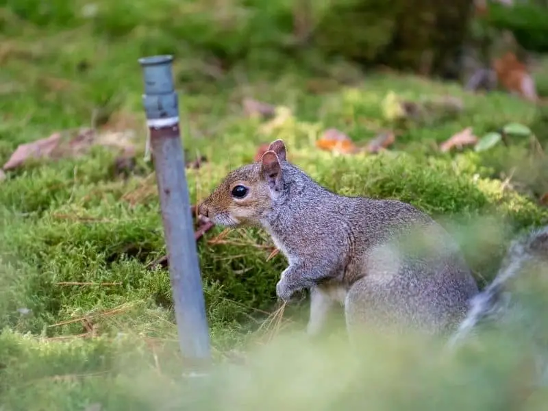 image of squirrel and sprinkler