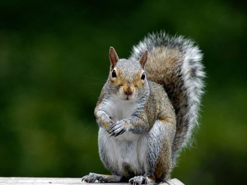 Will Squirrels Eat Rat Poison? Why or Why Not? – WYPestControl