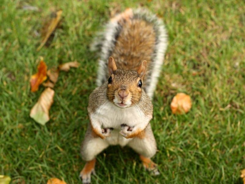 image of squirrel