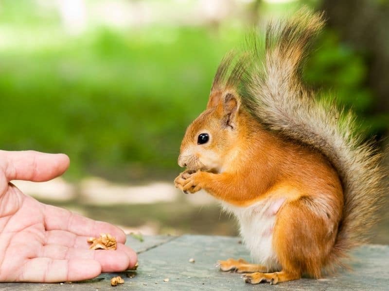 image of a squirrel