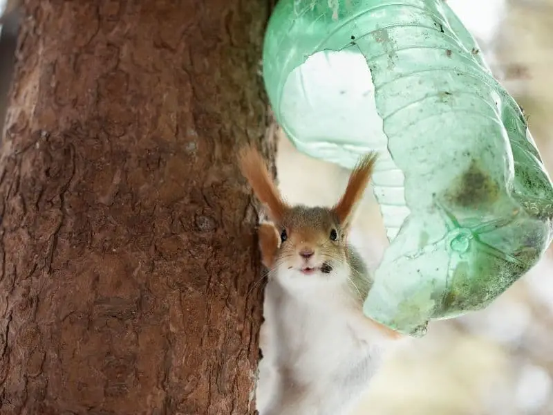 image of a squirrel