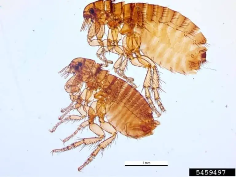 Can You Tell the Difference Between Male and Female Fleas?